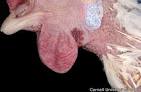 Atlas of Avian Diseases: Search Results | Partners in Animal Health