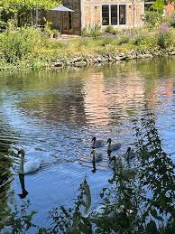 Image result for Romsey and Totton Swimming Club