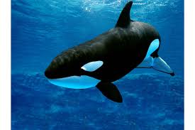 Image result for Orcinus orca
