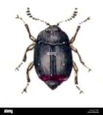 Attēlu rezultāti vaicājumam “Scaphisoma sp.”