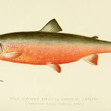 Image result for Salvelinus alpinus taranetzi