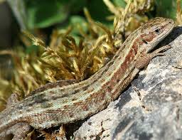 Attēlu rezultāti vaicājumam “Lacerta vivipara female”