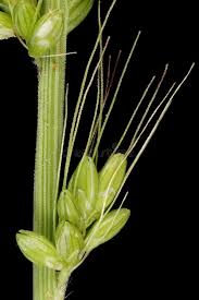 Attēlu rezultāti vaicājumam “Setaria viridis fruit”