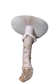 Attēlu rezultāti vaicājumam “Amanita excelsa”