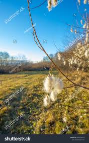 Attēlu rezultāti vaicājumam “Salix pentandra fruit”