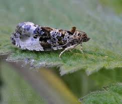 Attēlu rezultāti vaicājumam “Hedya nubiferana”