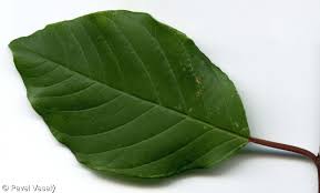 Attēlu rezultāti vaicājumam “Frangula alnus leaf”