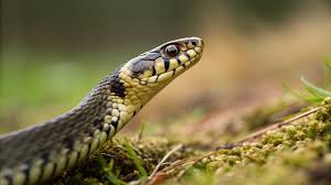 Attēlu rezultāti vaicājumam “Natrix natrix”