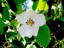 Attēlu rezultāti vaicājumam “Rosaceae”