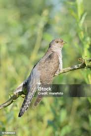 Attēlu rezultāti vaicājumam “Cuculus canorus juvenile”