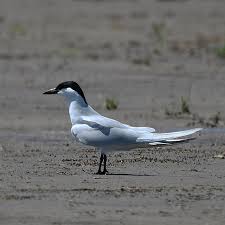 Image result for Gelochelidon nilotica