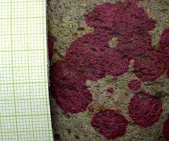 Attēlu rezultāti vaicājumam “Hildenbrandia rivularis”