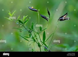 Attēlu rezultāti vaicājumam “Lathyrus pratensis fruit”