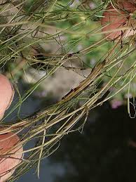 Attēlu rezultāti vaicājumam “Stuckenia filiformis bud”