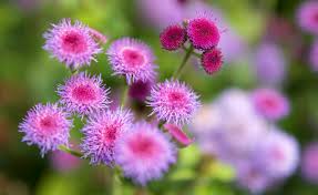 Image result for Leberbalsam