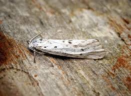 Attēlu rezultāti vaicājumam “Coscinia cribraria”