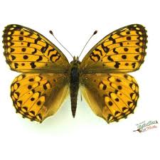 Attēlu rezultāti vaicājumam “Argynnis aglaja underside”
