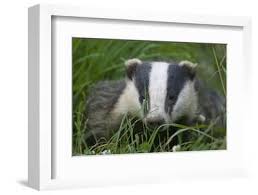 Attēlu rezultāti vaicājumam “Meles meles adult”