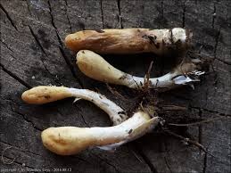 Attēlu rezultāti vaicājumam “Podostroma leucopus”