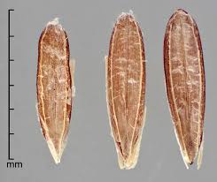 Attēlu rezultāti vaicājumam “Bromus hordeaceus subsp. hordaceus fruit”