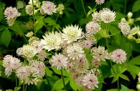 Attēlu rezultāti vaicājumam “Astrantia major leaf”