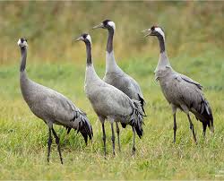 Attēlu rezultāti vaicājumam “Grus grus”