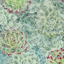 Attēlu rezultāti vaicājumam “Crepis tectorum flower”