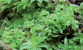 Attēlu rezultāti vaicājumam “Fossombronia wondraczekii spores”