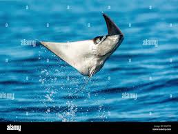 Image result for Mobula munkiana