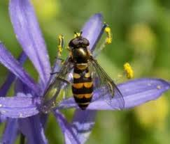 Attēlu rezultāti vaicājumam “Syrphus sp.”