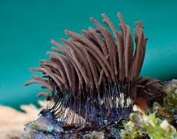 Attēlu rezultāti vaicājumam “Stemonitis fusca var. nigrescens stalked”