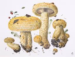 Attēlu rezultāti vaicājumam “Lactarius repraesentaneus”