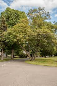 Attēlu rezultāti vaicājumam “Cladrastis kentukea”