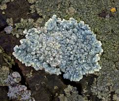 Attēlu rezultāti vaicājumam “Hypocenomyce scalaris”