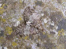 Attēlu rezultāti vaicājumam “Hydriomena impluviata”