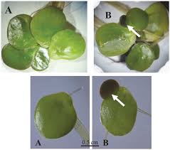 Attēlu rezultāti vaicājumam “Spirodela polyrhiza”