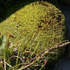 Attēlu rezultāti vaicājumam “Tortella inclinata”