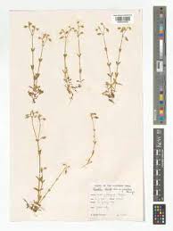 Attēlu rezultāti vaicājumam “Cerastium holosteoides fruit”