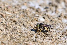 Attēlu rezultāti vaicājumam “Bembix rostrata”