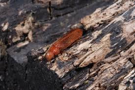 Attēlu rezultāti vaicājumam “Hylecoetus dermestoides”