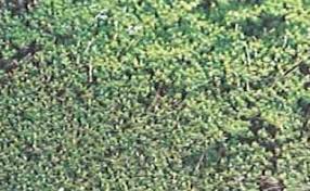 Attēlu rezultāti vaicājumam “Pottiales”