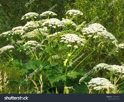 Attēlu rezultāti vaicājumam “Heracleum sosnowskyi flower”