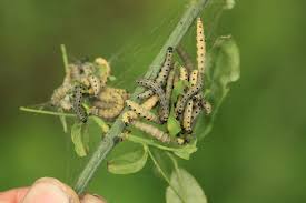 Attēlu rezultāti vaicājumam “Yponomeuta malinellus / cagnagella”