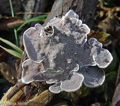 Attēlu rezultāti vaicājumam “Gloeoporus dichrous”