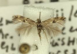 Attēlu rezultāti vaicājumam “Bucculatricidae”