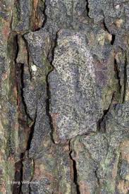 Attēlu rezultāti vaicājumam “Arthonia spadicea”