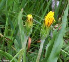 Attēlu rezultāti vaicājumam “Scorzonera humilis leaf”