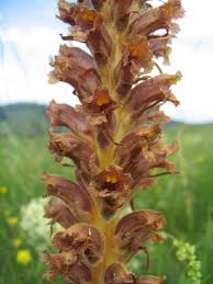 Attēlu rezultāti vaicājumam “Orobanche coerulescens flower”