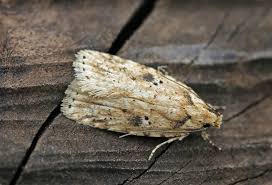 Attēlu rezultāti vaicājumam “Agonopterix aranella”