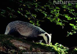 Attēlu rezultāti vaicājumam “Meles meles adult”